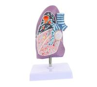 Cabilock Modèle Anatomique Pulmonaire Pathologique Outil Pédagogique Respiratoire pour Étudiants et Professionnels Démonstration des Effets Du Tabagisme Utilisation École et Laboratoire