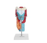 Cabilock Modèle D’Anatomie Gorge Humaine Agrandi 2X Modèle Pédagogique 3D Muscles Cartilage Laryngé Vaisseaux Sanguins Outil D’Étude Médicale pour Enseignement et Formation en Anatomie