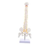 Cabilock Modèle de Colonne Vertébrale Anatomique avec et Disques Intervertébraux Modèle Pratique pour Étudiants et Professionnels Support Inclus