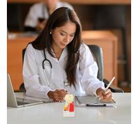 Cabilock Modèle de Dents pour Démonstration Carie Modèle Anatomique pour Enseignement Outil Pédagogique Pratique pour Étudiants