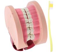 Cabilock Modèle de Dents Réaliste pour Enseignement Scolaire Garçon Fille Matériel Laboratoire Biologie Éducatif Oral Compact