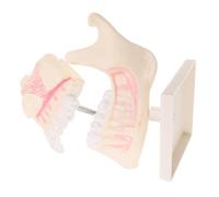 Cabilock Modèle Plastique Réaliste pour et Pratique Scolaire Outil Pédagogique pour Apprentissage Oral Simulation Précise de Structure pour Étudiants