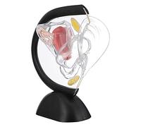 Cabilock Modèle Utérus Transparent PVC Outil Visible pour Éducation et Pratique Modèle Anatomique de Système Reproducteur Féminin pour Médecins et Étudiants