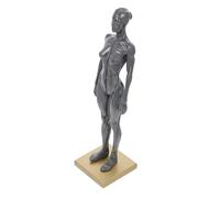 Cabilock Muscle Musclé Figure Anatomique Art Artiste Corps Dessin Femmes Système Couleur Aléatoire