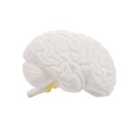 Cabilock Outil Éducatif Anatomique Démontable Parties pour Enseignement des Fonctions Psychologie ou Science Blanc