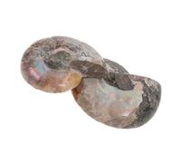 Cabilock Pendentif Ammonite Et Pierre De Lune 3x2.4x1 Cm En Tranche De Fossile De Conque Naturelle Pour Collection Et Activité Scientifique