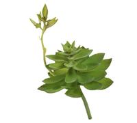 Cabilock Plante Grasse Simulée Réaliste Succulente Artificielle pour Décoration Intérieure Ornement De Bureau pour Maison Ou Restaurant