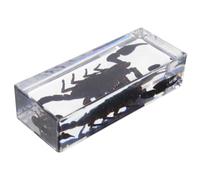 Cabilock Presse-papiers Scientifique Résine avec de Scorpion Réaliste Décoration Éducative pour Bureau à et Salle de