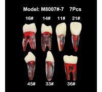Cabinet Dentaire Endodontique,Canal Radiculaire,Cavit? De Pulpe,Mod?Le De Dents Rct,Bloc D'entra?Nement,?Tude,D?Monstration Du Fonctionnement Des Fichiers - Type 7pcs M8007-7