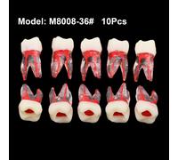 Cabinet Dentaire Endodontique,Canal Radiculaire,Cavit? De Pulpe,Mod?Le De Dents Rct,Bloc D'entra?Nement,?Tude,D?Monstration Du Fonctionnement Des Fichiers - Type 10pcs M8008-36
