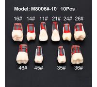 Cabinet Dentaire Endodontique,Canal Radiculaire,Cavit? De Pulpe,Mod?Le De Dents Rct,Bloc D'entra?Nement,?Tude,D?Monstration Du Fonctionnement Des Fichiers - Type 10pcs M8006-10