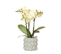 Cache-pot "Fruits coquins" - Vert - Lime - adapté aux pots de plantes de 6cm