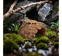 Cachette pour Reptiles et Grottes - Grotte de Protection en Résine | Cachette Naturaliste pour Agones Barbus, Gecko Léopard, Grenouille Tortue | Grotte pour Reptiles - Décoration pour Aquariophilie