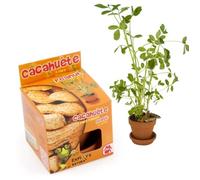 Cachuètes à semer Explore nature 0,000000 Mini Pot De Culture