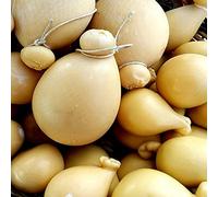 Caciocavallo Kg. 1 - Caciocavallo (Kg. 3)