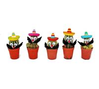 Cacti avec un drôle de sombrero