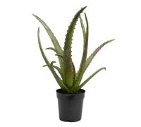 Cactus Aloe Vera Verox H48 cm POT D13 H12 - Lou De Castellane