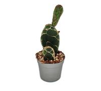 Cactus cobra - Opuntia reticulata "Cobra" - Cactus à oreilles remarquable - Pot de 6,5cm