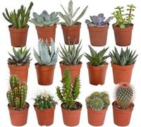 Cactus et succulentes mélange - 5,5 cm - 15 pièces