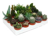 Cactus et succulentes - Starter Set XXL - 20 plantes différentes dans un pot de 5,5 cm