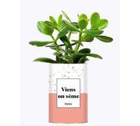 Cactus Facile à Entretenir - Viens on sème