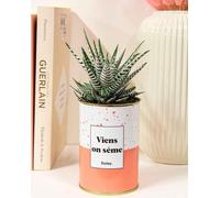 Cactus Facile à Entretenir - Viens on sème