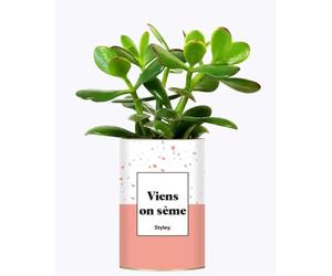 Cactus Facile à Entretenir - Viens on sème