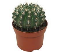 Cactus - Notocactus submammulosus - Parodia - Cactus à entretien facile - Pot 12cm