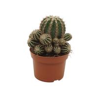 Cactus paysan - Echinopsis cv. haku-jo maru - pot de 10,5cm - plante d'intérieur facile à entretenir