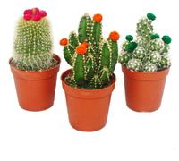 Cactus set - 3 plantes différentes dans un pot de 5,5 cm avec des fleurs de paille colorées