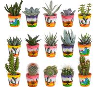 Cactus & Succulentes mélange 5,5 cm | 15 pièces - en pots mexicains