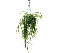 Cactus suspendu - Lepismium bolivianum - Pfeiffera - Cactus à feuilles sans épines - pot ampoule 15cm
