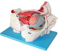 Cadeau éducatif médical, modèle d'amplification des nerfs du globe oculaire humain et des vaisseaux orbitaux, modèle d'anatomie oculaire, avec support amovible, for affichage d'étude