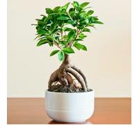 Plante pour la Maison ou le Bureau - Ficus Ginseng Bonsaï d’intérieur décoratif