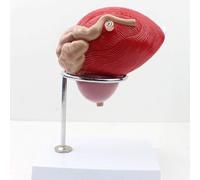Cadeau médical, modèle d'organe génital masculin, modèle d'enseignement anatomique de l'anatomie de l'urètre, modèle de prostate de vessie humaine, médecine d'urologie d'anatomie