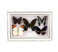 Cadre Butterfly Naturalise En Bois 12 Pouces Véritable D'exposition Diy DéCoration Murale Multicolore for Maison Art CréAtif(BrownB)