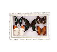 Cadre Butterfly Naturalise En Bois 12 Pouces Véritable D'exposition Diy DéCoration Murale Multicolore for Maison Art CréAtif(BrownC)