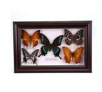 Cadre Butterfly Naturalise En Bois 12 Pouces Véritable D'exposition Diy DéCoration Murale Multicolore for Maison Art CréAtif(WhiteE)