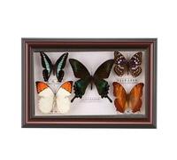 Cadre Butterfly Naturalise En Bois 12 Pouces Véritable D'exposition Diy DéCoration Murale Multicolore for Maison Art CréAtif(WhiteB)