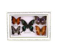 Cadre Butterfly Naturalise En Bois 12 Pouces Véritable D'exposition Diy DéCoration Murale Multicolore for Maison Art CréAtif(BrownE)