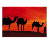 Cadre CAMELS IN THE DESERT G2030 PINTDECOR