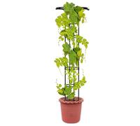 Cadre d'escalade en Pot - Trellis de Vigne intérieure, pieu de Fleurs de Jardin | Support du Support du Support de du Cercle de Conception du Parapluie, Structure Debout de 72,8 Pouces pour la