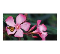 Cadre LE PAPILLON SUR LA FLEUR G1912 PINTDECOR