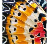Cadre PAPILLONS AILES G2084 PINTDECOR