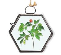 Cadre photo à suspendre, cadre en verre à suspendre au mur pour fleurs pressées et spécimen, photos, cartes, 5 x 8,5cm