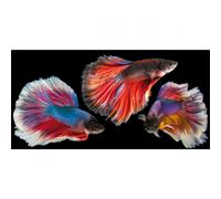 Cadre RED FISH G5960 PINTDECOR