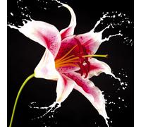Cadre RED LILY G1962 PINTDECOR