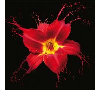 Cadre RED LILY G2566 PINTDECOR