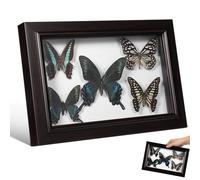 Cadre Spécimen D’insecte A7 en Bois et Verre, Art Mural Décoratif | Présentoir Prêt à Poser, Organisation D’insectes et Feuilles Pressées, Usage Bureau ou Musée