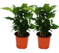 Caféier (Coffea arabica) 2 Plante - Plante d'intérieur
